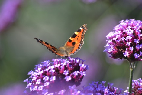 Butterfly on flower